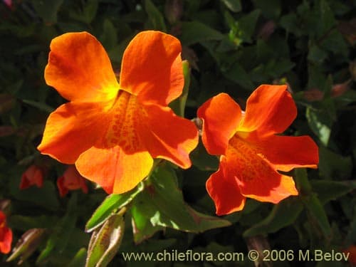 Mimulus cupreus